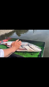 Talk about a slab of meat! 😳 | Addicted Fishing