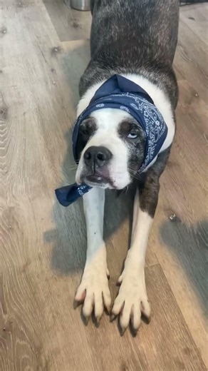 Omg 😂😂👍 #doglife #funny #puppy #doglife #dog