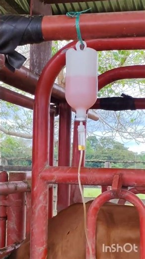 Vía IntraPeritoneal en Bovinos