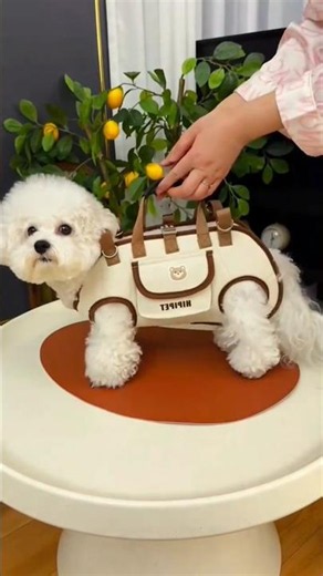 Best Durable Dog Backpack for Hiking & Travel #DogBackpack #PetAccessories #DogGear