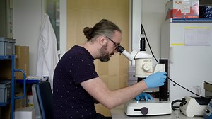 High-Resolution C. elegans Imaging Across All Larval Stages