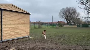 6.4K views · 229 reactions | Meet Fred  Fred is a 5 years old...