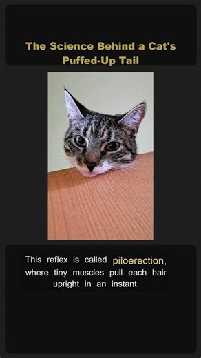The Science Behind a Cat's Puffed-Up Tail #Shorts