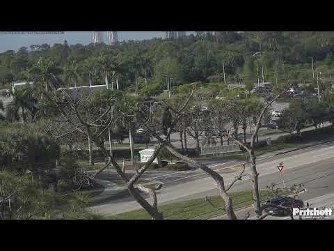 Southwest Florida Eagle Cam