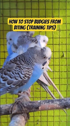 How to Stop Budgies From Biting (Training Tips) | CBW Amusement