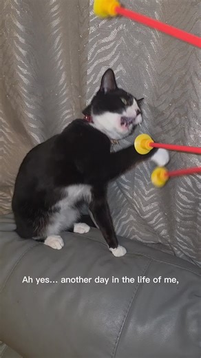 #Socks #kitten #catsplaying #kitten #fyp