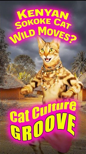 Sokoke Cat Culture Groove Swahili Dance #aicat #cat #dancingcat #catbreed