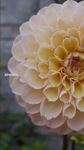 How can I attract butterflies to my garden