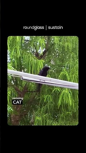 Meet the Black Drongo, Nature's Master Mimic |Bird Facts |Bird Species | ‪@RoundglassSustain‬ #shorts
