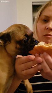 212K views · 491 reactions | Find something you love as much as this puggle loves cheeseburgers! Via: ViralHog | AskMen | Facebook