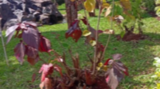 Unity Among God's People: A Beautiful Psalm Reflection