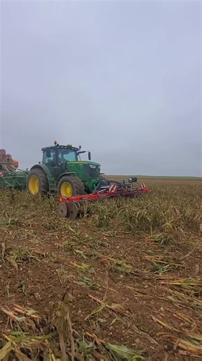 Semis de blé en direct sur sorgho en automne