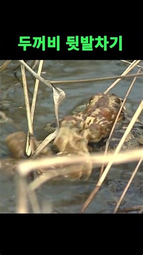 It’s Lonely Being a Bachelor Toad