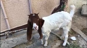 13 reactions | Ivermectin Injection Use // حاملہ بکری کو ایورمکٹن لگا دینا | Goat Land Farms | Facebook