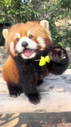 MAO MAO's Sweet Adventure with Nature's Delight! 🐾 RedPanda WildEncounter