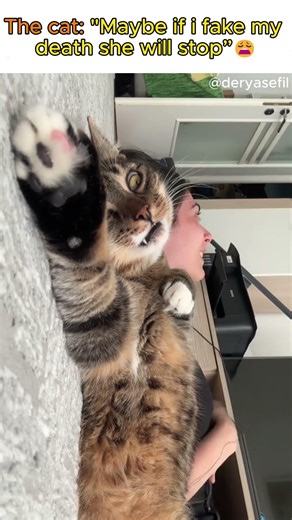 Cat Faking Death 🐱 Part 1