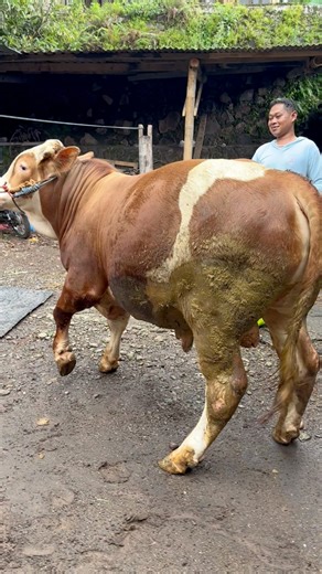 26K views · 350 reactions | Pedet super #sapi #cow #bull | Revan Dolan Kandang | Facebook
