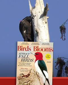 10K reactions · 1.3K shares | Just $7 for 1 Year Subscription. 365 Days Risk Free, Money Back! | Birds & Blooms Magazine | Facebook