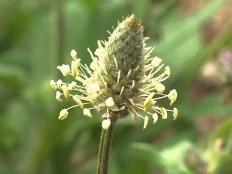 Plant portrait - English plantain (Plantago lanceolata)