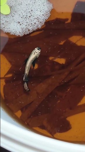 betta fish eggs hatching. betta fish bubble nest with eggs❤☺😇🤗