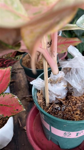 Marcotting (air layering) an #aglaonema using sphagnum moss and plastic wrap is an effective way to propagate a new plant from a leggy stem. This technique encourages root growth on a stem while the plant is still attached to the mother plant , giving the new plant a strong start. #aglaonema #marcotting #propagation #plantita #reelsviral | Thelatebloomer