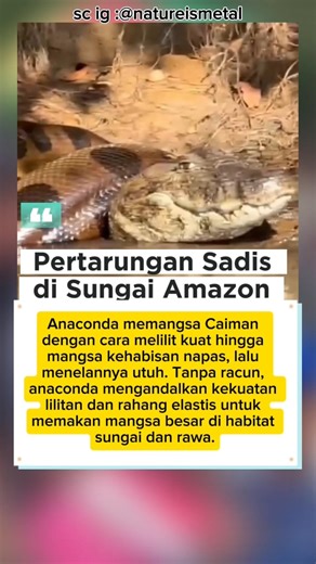 Pertarungan Sadis di Sungai Amazon