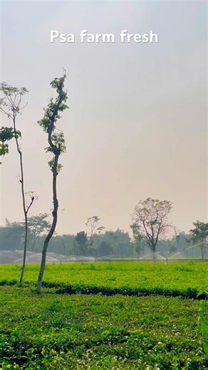 Tea garden water irrigation |spring irrigation process | 360° rotating sprinkler | #agriculture #tea