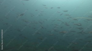 school of Black cod fish or Smallscaled Cod (Notothenia microlepidota) swim in the blue water