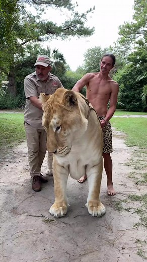 Ligers are the world’s biggest cats, and they’re incredible 🐅 @Myrtle Beach Safari #animals #nature #animalsoftiktok #cuteanimals #tiger #lion #liger