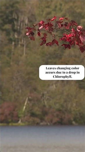 U.S. drought has caused a lack of color in leaves