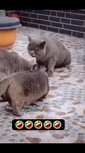 A Bird deceived three cats🤣🤣🤣🤣 #fblifestyle | Agba-inaki Fans page