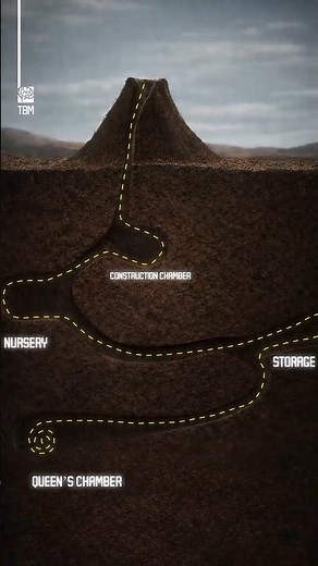 Inside an Ant Colony