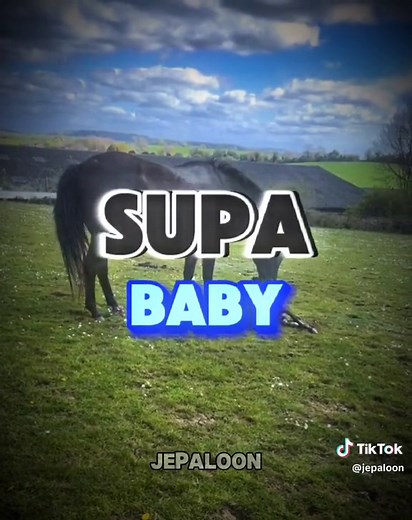 Funny Horse Videos - Hilarious Moments of Horse Riding and Baby Horse Birth