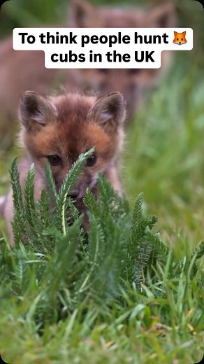 Cub hunting or ‘cubbing’ still takes place as hunts train the hounds to kill fox cubs prior to the main fox hunting season. #foxes #fox #antihunt #endhunting #wildlife #britishwildlife | Protect the Wild