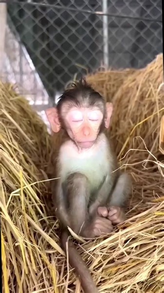 Sleepy Monkey Compilation: Cute Animals Resting
