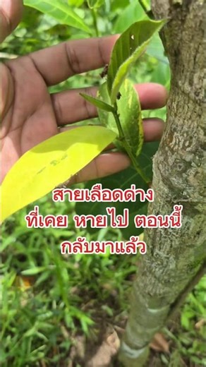 #ต้นจำปาดะด่าง แม้ด่างหายไป แต่ ยังกลับมาใหม้ได้อีก..