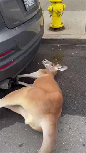 A Kangaroo’s Sprint Through the City Took an Unexp