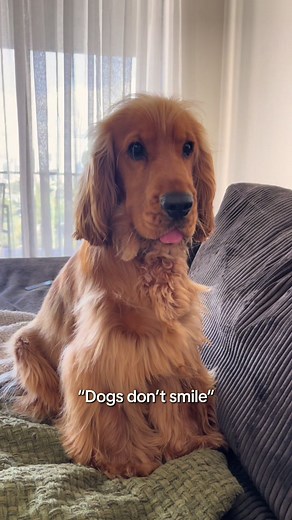 Cocker Spaniels: The Happiest Dogs You Will Meet