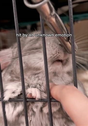 I thought I was filming a normal drinking video. He thought it was a scene. Pumpkin doesn’t drink water. He emotionally processes life through it. #emo #emotional #petsoftiktok #smallpets #chinchillas