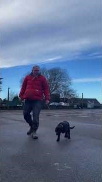 Labrador trained 14 weeks … house trained 7 months!