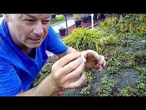 Que faire au jardin en octobre on récolte nos grosses betteraves rouge