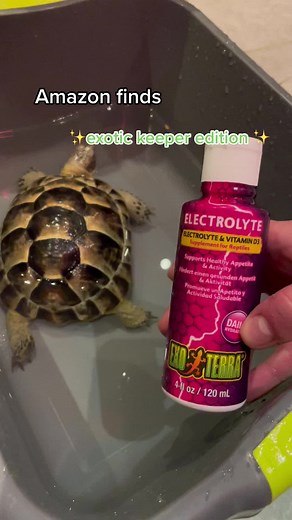Keeping Your Tortoise Happy and Healthy