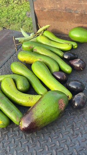 miamifruit on TikTok