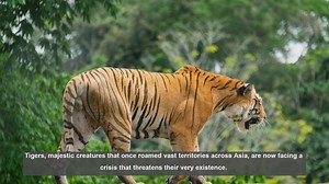 10 Alarming Facts About Tiger Trade and Poaching