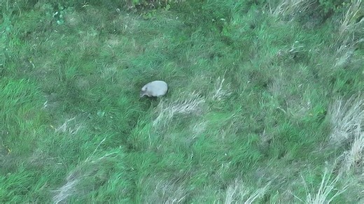 4 capybara pups born at San Diego Zoo