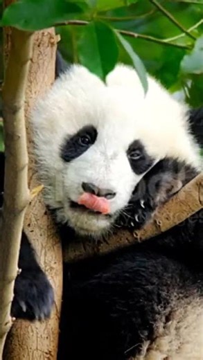 Panda Sounds 🐼🔊 | Cute & Funny Panda Noises #shorts