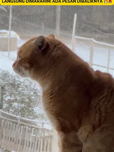 KUCING PUP SEMBARANGAN JANGAN LANGSUNG DIMARAHIN! ADA PESAN DIBALIKNYA 😿🚨