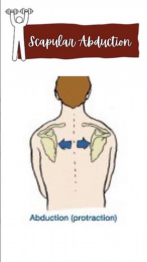 Scapular abduction muscles #physiotherapy #muscles #movement #anatomy #neet