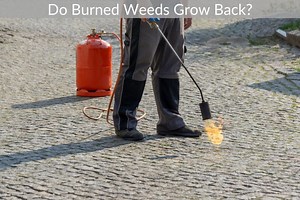 Do Burned Weeds Grow Back? - Just Yardz