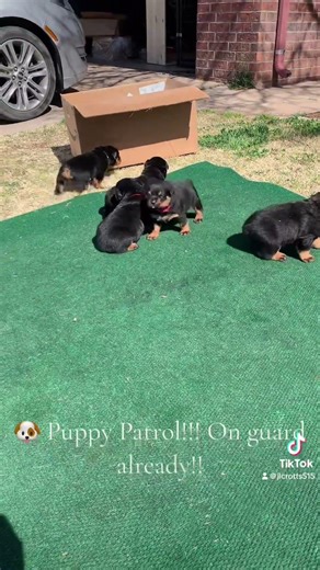 They Stole my Amazon package! Now I have security!